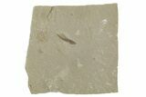 Detailed Fossil Feather - Green River Formation, Utah #356568-1